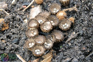 Cyathus striatus (6)7